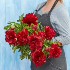 Red Charm Peony Roots - Vibrant Red Ruffled Perennial Blooms