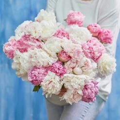 Romantic Peony Roots Mix - Pink & White Fragrant Garden Peonies