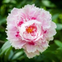Sarah Bernhardt Peony Roots - Lush Pink Double-Flowered Perennials