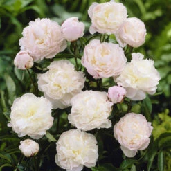 Peony Roots - Jumbo Shirley Temple