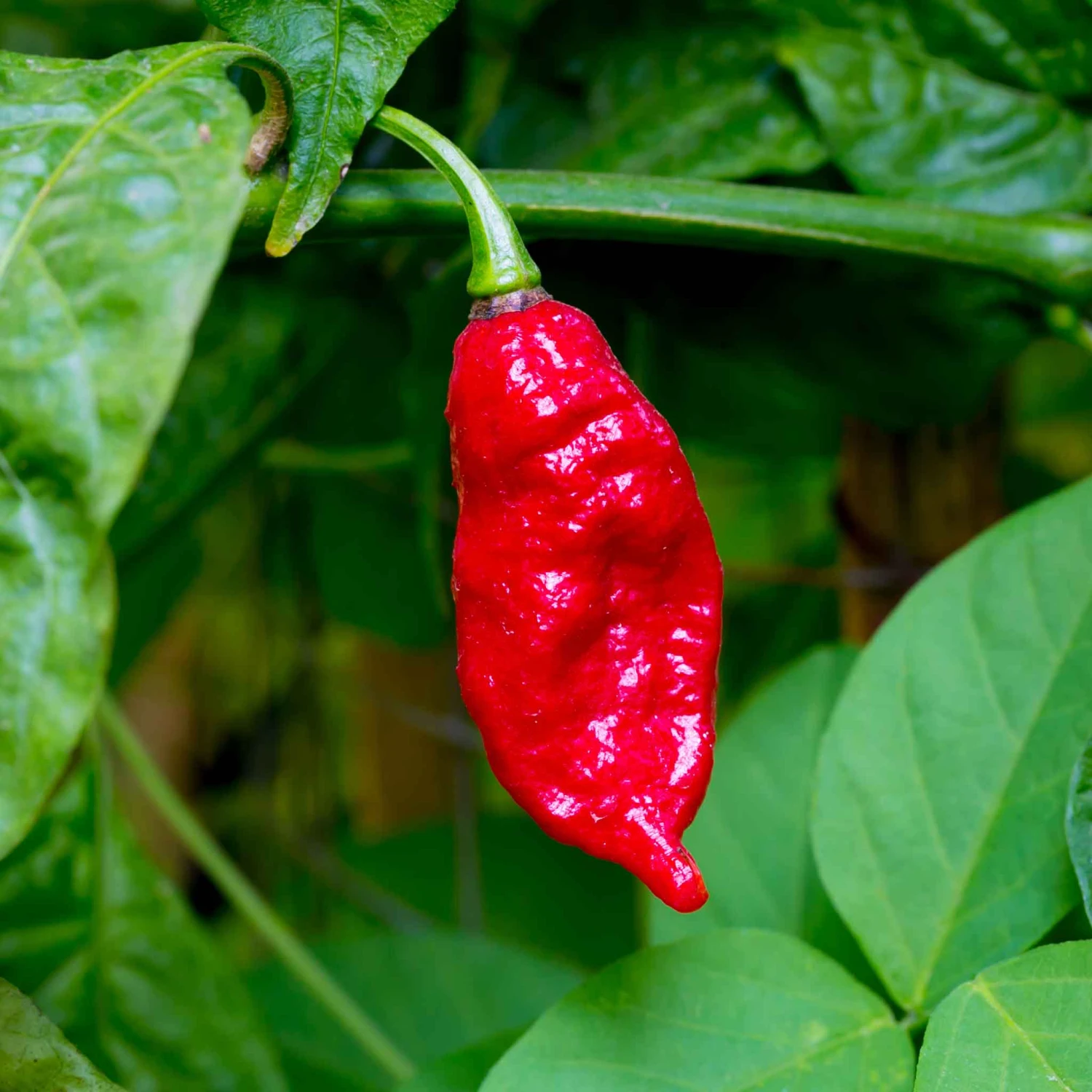 Hot Pepper Seeds - Bhut Jolokia / Ghost 2 Hot Pepper Seeds - Bhut Jolokia / Ghost - Image 2