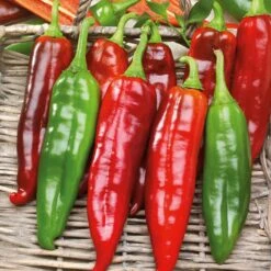 Big Jim Pepper Seeds: The Ultimate Giant Mild Green Chili for Roasting