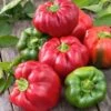 California Wonder Sweet Bell Pepper Heirloom Seeds - High-Yielding & Non-GMO