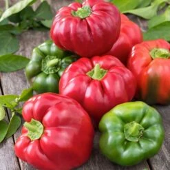 California Wonder Sweet Bell Pepper Heirloom Seeds - High-Yielding & Non-GMO