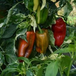 Sweet Pepper Seeds - Candy Cane Chocolate Cherry -Eden Brothers Shop pepper candy cane chocolate cherry bal 3