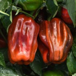 Sweet Pepper Seeds - Candy Cane Chocolate Cherry -Eden Brothers Shop pepper candy cane chocolate cherry bal 4