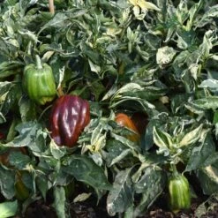 Sweet Pepper Seeds - Candy Cane Chocolate Cherry -Eden Brothers Shop pepper candy cane chocolate cherry bal 5