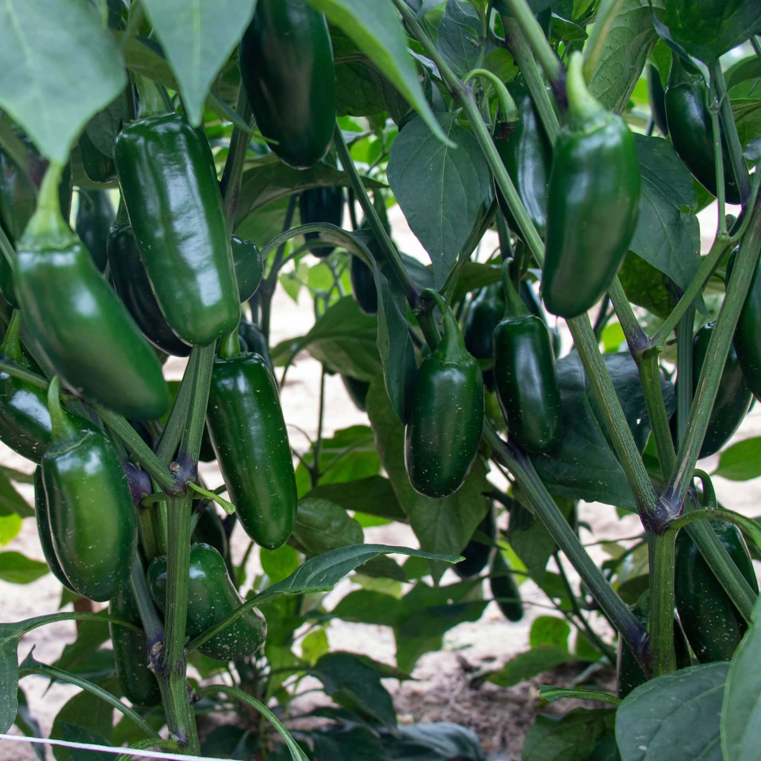 Premium Jalapeno Hot Pepper Seeds - Capitan F1 High-Yielding Variety 1 Premium Jalapeno Hot Pepper Seeds - Capitan F1 High-Yielding Variety