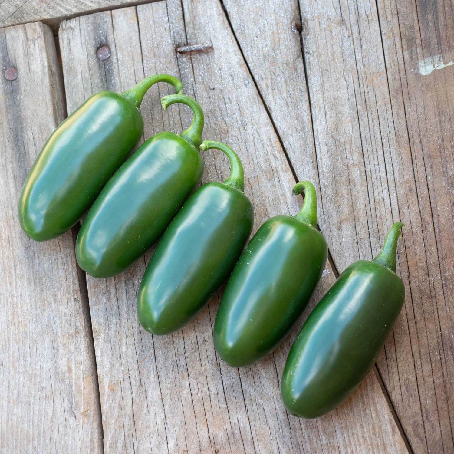 Premium Jalapeno Hot Pepper Seeds - Capitan F1 High-Yielding Variety 2 Premium Jalapeno Hot Pepper Seeds - Capitan F1 High-Yielding Variety - Image 2