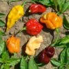Caribbean Blend Hot Pepper Seeds - Extra Spicy Selection for Homemade Hot Sauce