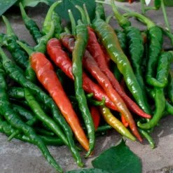 Cayenne Long Red Thin Hot Pepper Seeds - Premium Heirloom Vegetable