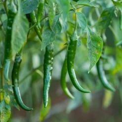 Cayenne Long Red Thin Hot Pepper Seeds - Premium Heirloom Vegetable -Eden Brothers Shop pepper cayenne long thin red shk 3