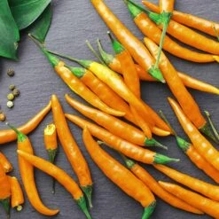 Premium Orange Cayenne Pepper Seeds - Vibrant Heirloom Spicy Peppers