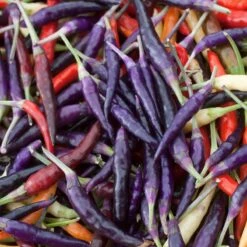 Heirloom Cayenne Purple Pepper Seeds - 30,000-50,000 SHU