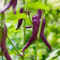 Heirloom Cayenne Purple Pepper Seeds - 30,000-50,000 SHU -Eden Brothers Shop pepper cayenne purple shk 3