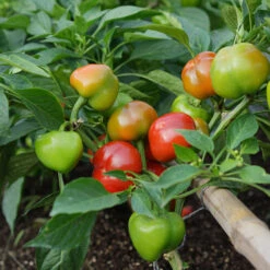 Sweet Pepper Seeds - Chili Pie F1 Hybrid - Award-Winning High-Yield Mini Bell -Eden Brothers Shop pepper chili pie f1 pls 4 8dbe41c3 c162 4d09 976c ac2557326f94