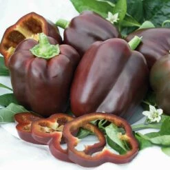 Chocolate Beauty Sweet Pepper Seeds - Heirloom Garden Vegetable