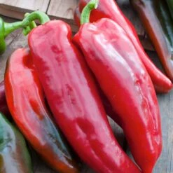 Corno Di Toro Rosso Sweet Pepper Seeds - Large Italian Heirloom