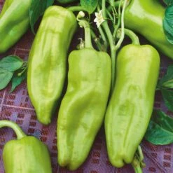 Cubanelle Heirloom Sweet Pepper Seeds for Home Gardening