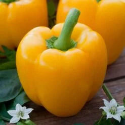 Golden Cal Wonder Sweet Pepper Seeds - Heirloom Yellow Bell Pepper