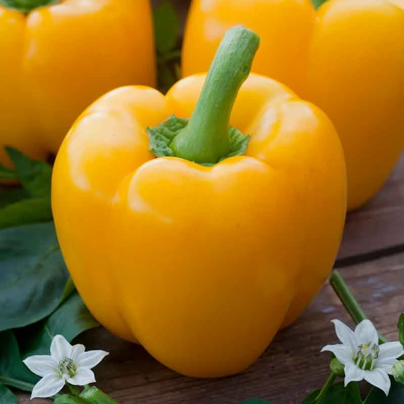 Golden Cal Wonder Sweet Pepper Seeds - Heirloom Yellow Bell Pepper 1 Golden Cal Wonder Sweet Pepper Seeds - Heirloom Yellow Bell Pepper
