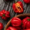 Red Habanero Pepper Seeds - High-Heat Heirloom Chili for Home Gardens