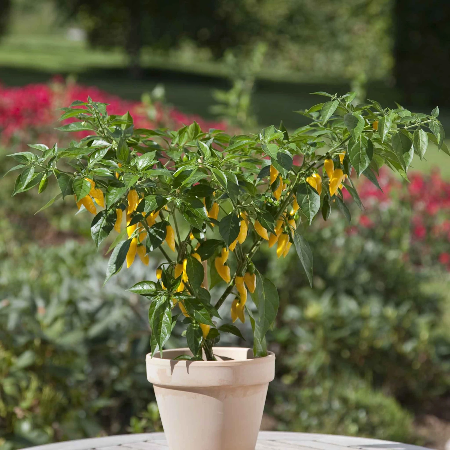 Hot Pepper Seeds - Kitchen Minis Hot Lemon Zest 1 Hot Pepper Seeds - Kitchen Minis Hot Lemon Zest