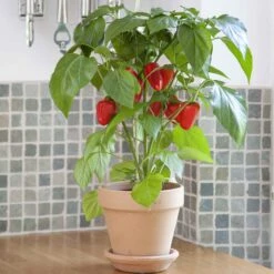 Sweet Pepper Seeds - Kitchen Minis 'Fresh Bites Red'