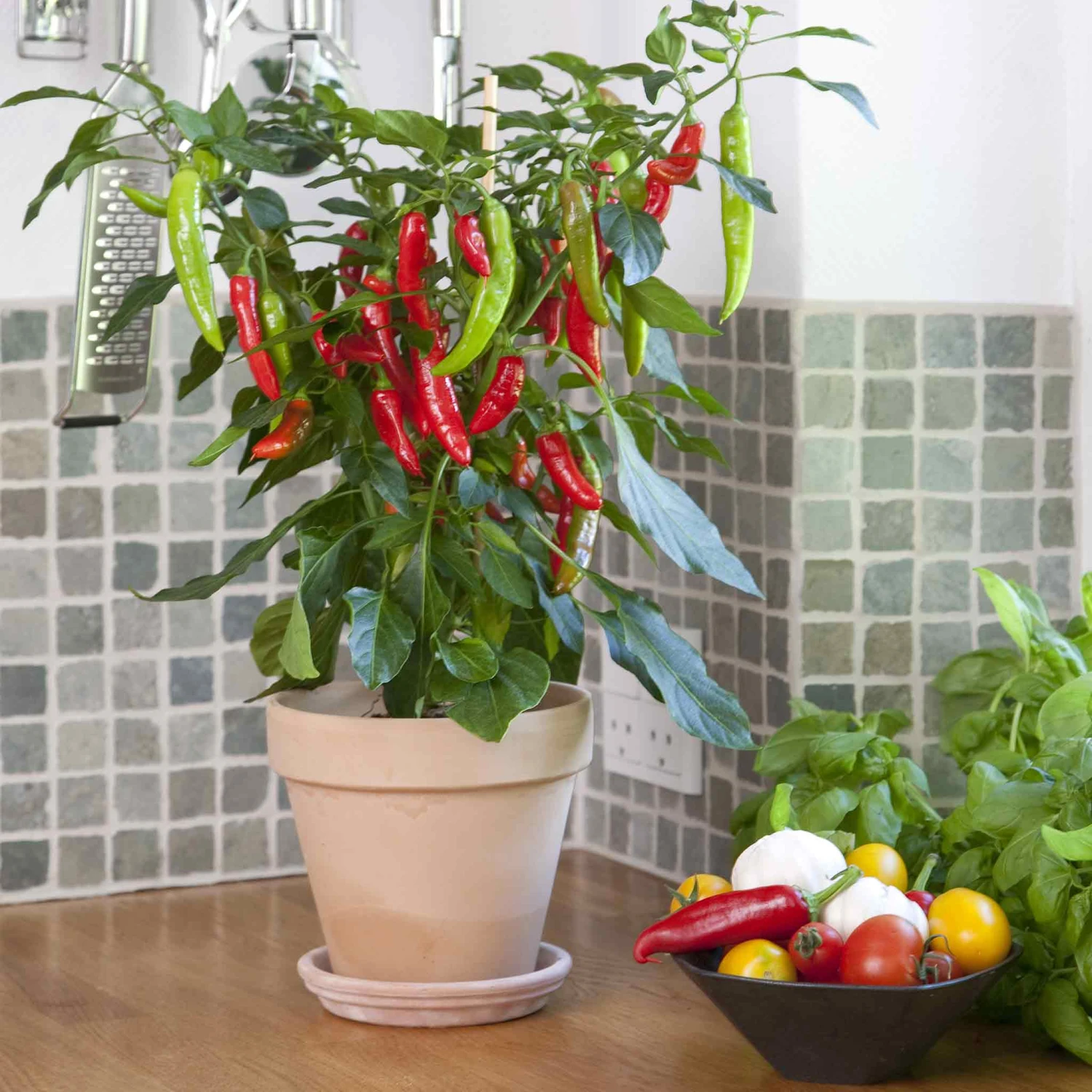 Hot Pepper Seeds - Kitchen Minis 'Hot Fajita' 1 Hot Pepper Seeds - Kitchen Minis 'Hot Fajita'