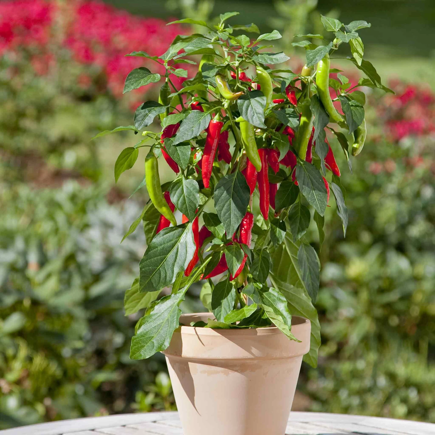 Hot Pepper Seeds - Kitchen Minis 'Hot Fajita' 2 Hot Pepper Seeds - Kitchen Minis 'Hot Fajita' - Image 2