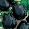 Merlot F1 Hybrid Purple Sweet Pepper Seeds - High Yield & Disease Resistant