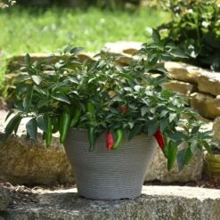 Pot-a-Peno Compact Jalapeno Seeds - High-Yield Patio Hot Peppers