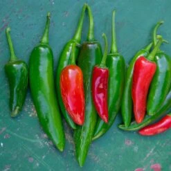 Serrano Tampiqueno Hot Pepper Seeds - High-Heat Heirloom Vegetable Seeds