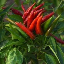 Hot Pepper Seeds - Skyline Red
