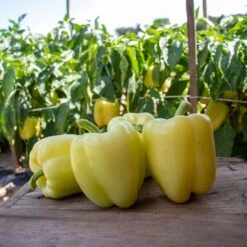 Valahia F1 Ivory-Yellow Sweet Pepper Seeds - High-Yield Hybrid -Eden Brothers Shop pepper valhaia f1 pls 3 4b1bb2ce 1386 4a9c bdc3 e696a9b52272
