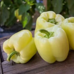 Valahia F1 Ivory-Yellow Sweet Pepper Seeds - High-Yield Hybrid -Eden Brothers Shop pepper valhaia f1 pls 4 9958f3ef e1cb 4c81 bd26 d95b797e819d