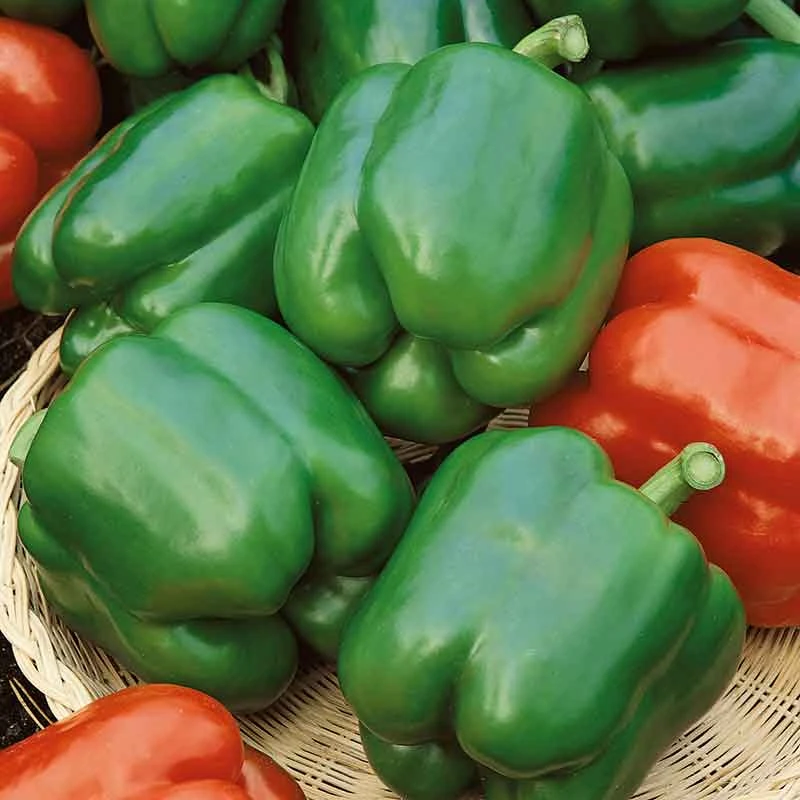 Sweet Pepper Seeds - Yolo Wonder 1 Sweet Pepper Seeds - Yolo Wonder