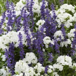 Perennial Mix Flower Bulb Collection - Phlox David & Blue Sage