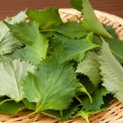 Perilla Seeds - Kaori