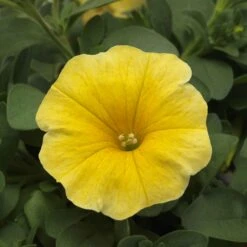Caliburst Yellow Petchoa Seeds - Vibrant Golden Trailing Flowers
