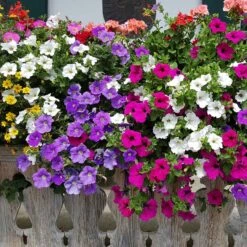 Petunia Seeds - Balcony Mix