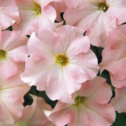 Petunia Seeds - Dreams Appleblossom - Large Pink & Peach Blooms