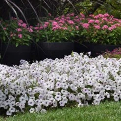 Easy Wave Silver Petunia Seeds - Fast-Growing Spreading Flower