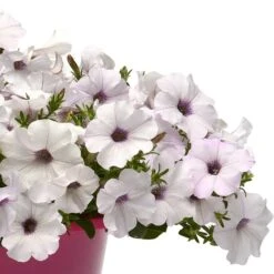 Easy Wave Silver Petunia Seeds - Fast-Growing Spreading Flower -Eden Brothers Shop petunia easy wave silver bal 4