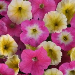 Easy Wave Sweet Taffy Petunia Seeds - Vibrant Cascading Summer Blooms