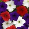 Easy Wave The Flag Mix Petunia Seeds - Red, White & Blue Mounding Flowers