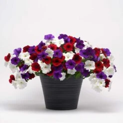 Easy Wave The Flag Mix Petunia Seeds - Red, White & Blue Mounding Flowers -Eden Brothers Shop petunia easy wave the flag mix bal 3
