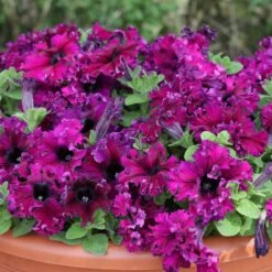 Petunia Seeds - Espresso Frappe Ruby - Frilly Dwarf Flower Seeds