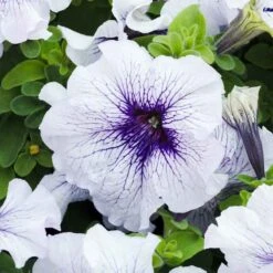 Silver Blue Dwarf Petunia Seeds - Mounded Large-Bloom Garden Flowers