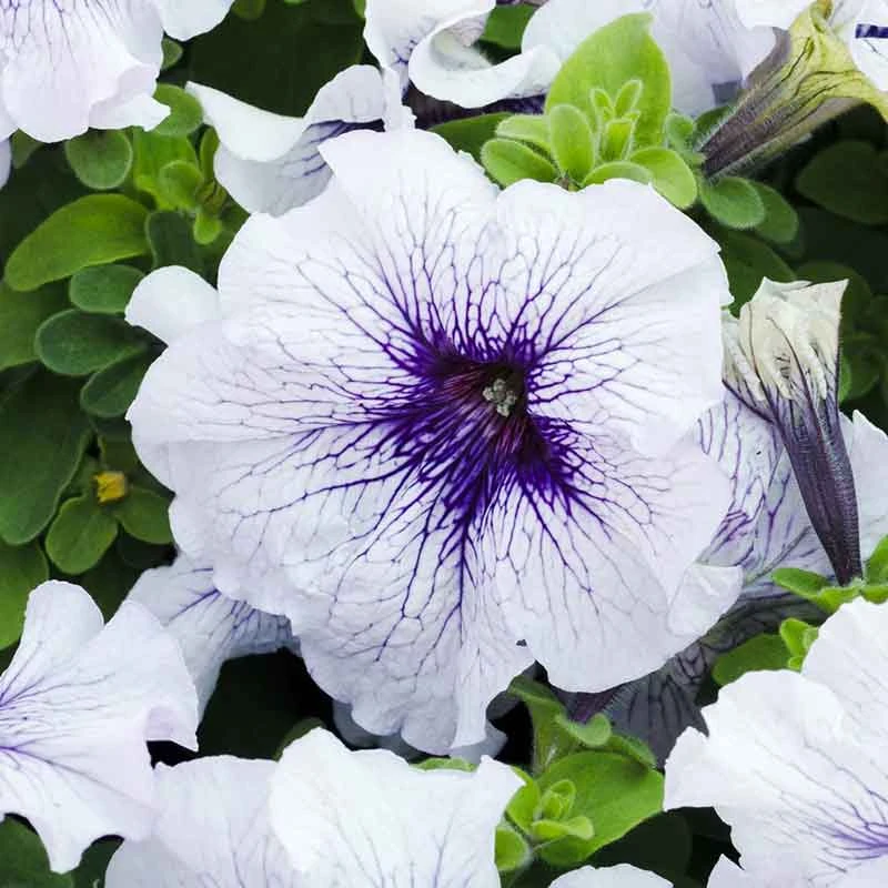 Silver Blue Dwarf Petunia Seeds - Mounded Large-Bloom Garden Flowers 1 Silver Blue Dwarf Petunia Seeds - Mounded Large-Bloom Garden Flowers